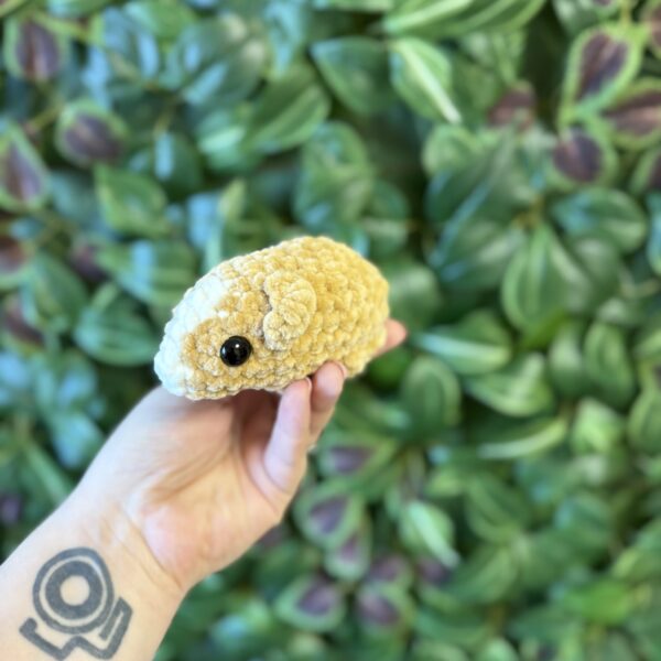 Mini tengerimalac - Image 2