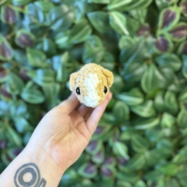 Mini tengerimalac - Image 3
